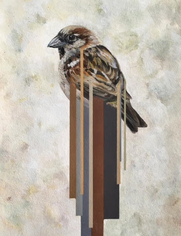 House Sparrow