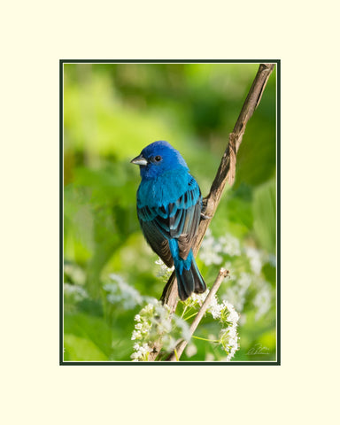 Matted Print - Indigo Bunting