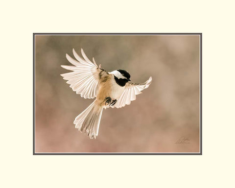 Matted Print - In Flight (Chickadee)