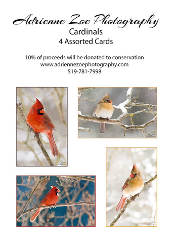 Assorted Card Set - Cardinals