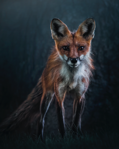 Woodland Fox
