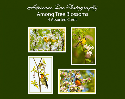 Assorted Card Set - Among Tree Blossoms