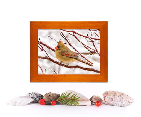 Snowy Perch (Female Cardinal)