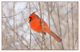 Nature Art Cards - Fall + Winter