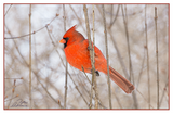 Nature Art Cards - Winter