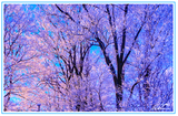 Nature Art Cards - Winter