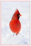 Nature Art Cards - Fall + Winter