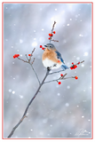 Nature Art Cards - Fall + Winter