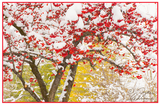 Nature Art Cards - Fall + Winter