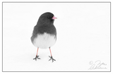 Nature Art Cards - Fall + Winter