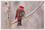 Nature Art Cards - Fall + Winter