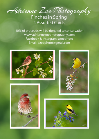Assorted Card Set - Finches in Spring
