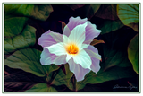 Nature Art Cards - Spring + Summer