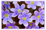 Nature Art Cards - Spring + Summer