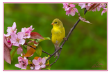 Nature Art Cards - Spring + Summer