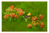 Nature Art Cards - Spring + Summer