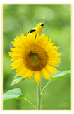 Nature Art Cards - Spring + Summer