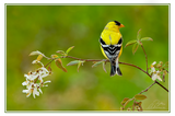 Nature Art Cards - Spring + Summer