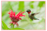 Nature Art Cards - Spring + Summer