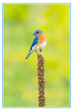 Nature Art Cards - Spring + Summer