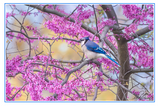 Nature Art Cards - Spring + Summer