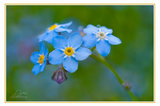 Nature Art Cards - Spring + Summer