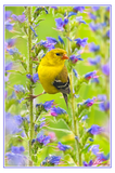 Nature Art Cards - Spring + Summer