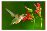 Nature Art Cards - Spring + Summer