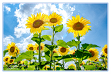 Nature Art Cards - Spring + Summer