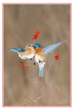 Nature Art Cards - Spring + Summer