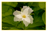 Nature Art Cards - Spring + Summer