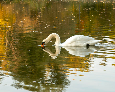 Fanshawe Photography | Trina Stewart