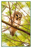 Nature Art Cards - Fall + Winter