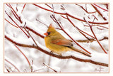 Nature Art Cards - Fall + Winter