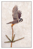 Nature Art Cards - Fall + Winter