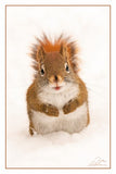 Nature Art Cards - Fall + Winter
