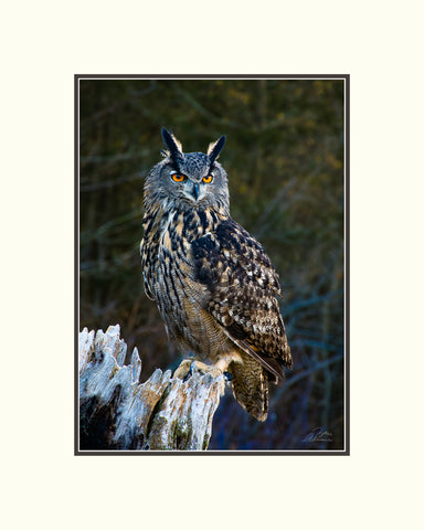 Matted Print - Eurasian Eagle Owl