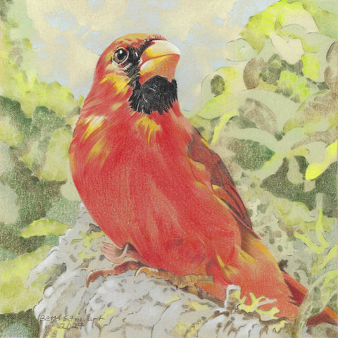 Cardinal Glory