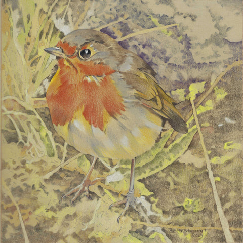 European Robin, Urquhart Castle, Scotland