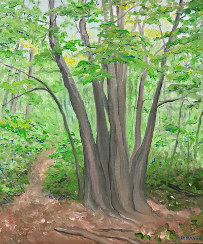 Big Tree, Warbler Woods, 2013
