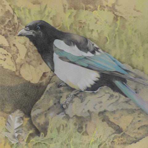 Magpie, Urquhart Castle, Scotland