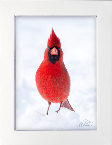 Hello! (Cardinal)