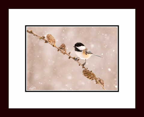 Limited Edition Framed Print - Chickadee in Winter