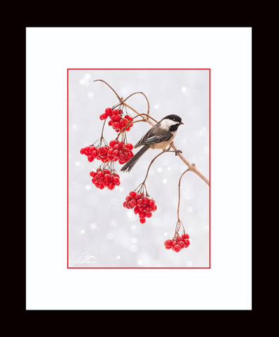 Limited Edition Framed Print - Wildberry Perch (Chickadee)