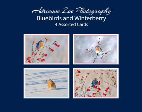 Assorted Card Set - Bluebirds and Winterberry