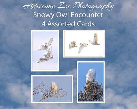 Assorted Card Set - Snowy Owl Encounter