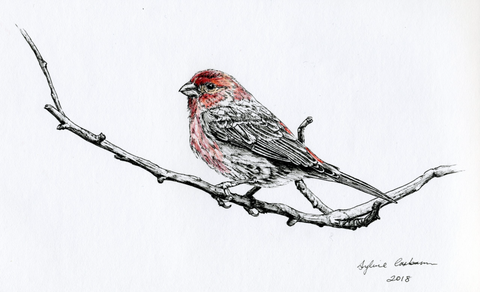 House Finch n°2