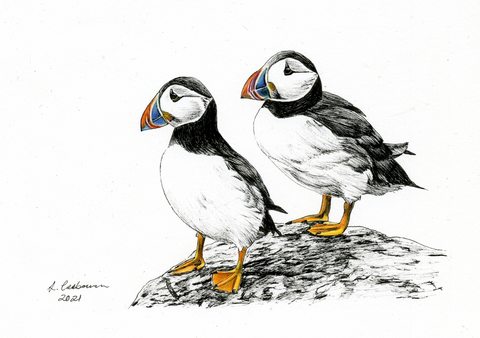 Puffins n°2