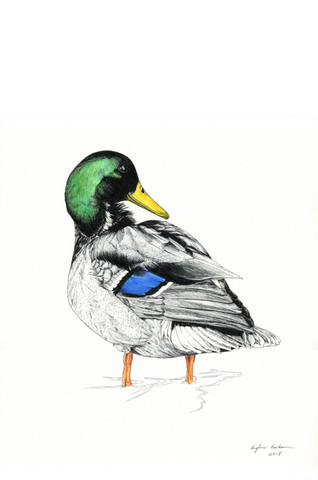 Mallard Ducks n°6