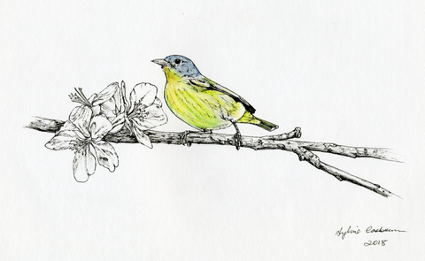 Nashville Warbler